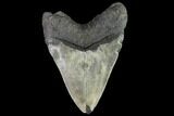 Serrated, Fossil Megalodon Tooth - North Carolina #109729-2